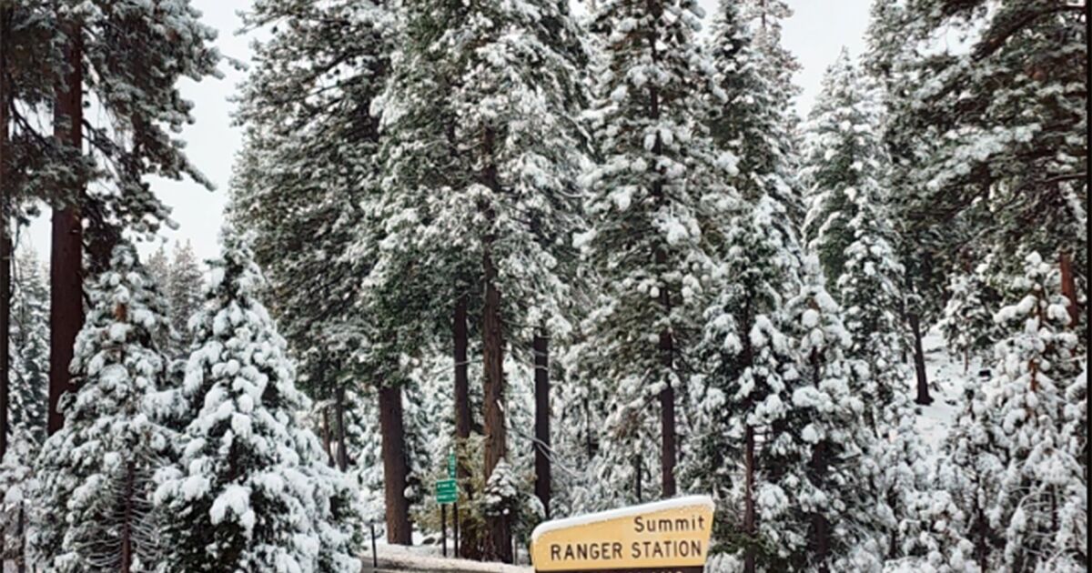 A free Christmas tree? California forest offering tree permits for the